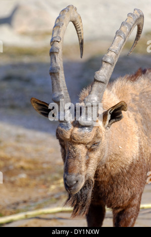 Nubian ibex (Capra nubiana) is a desert-dwelling goat species. Stock Photo
