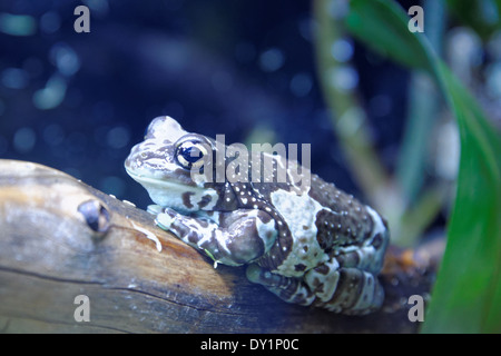 Mission golden-eyed tree frog or Amazon milk frog (Trachycephalus resinifictrix) is a large species of arboreal frog. Stock Photo