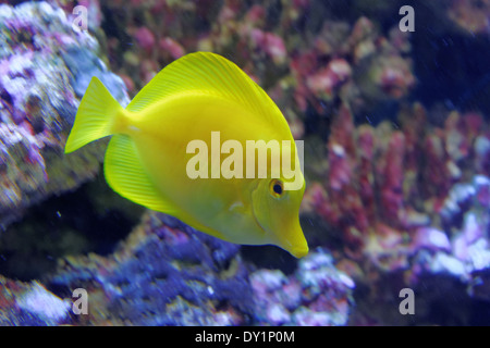 Yellow tang (Zebrasoma flavescens) is a saltwater fish species of the family Acanthuridae. Stock Photo