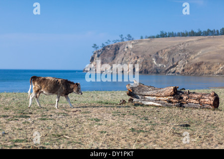 Cow walking on the shore - scenery of Olkhon Island, Lake Baikal, Siberia, Russia Stock Photo