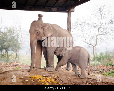 Domesticated Asian elephants in stables on the edge of Bardia National Park, Nepal