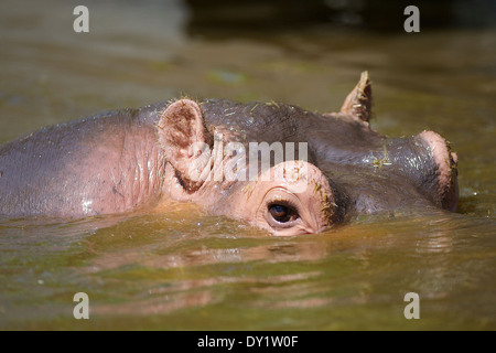 Das Flusspferd (Hippopotamus amphibius) The hippopotamus Portrait Stock Photo