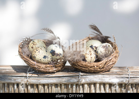 Quails eggs in a pair of minature nests, on rustic wooden box, against white background. Stock Photo