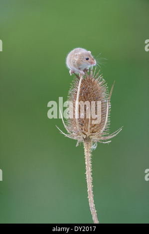 Eurasian harvest mouse (Micromys minutus) Stock Photo