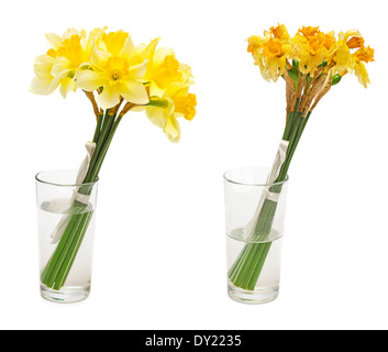 Fresh and dried daffodil flower in glass vase isolated on white background Stock Photo