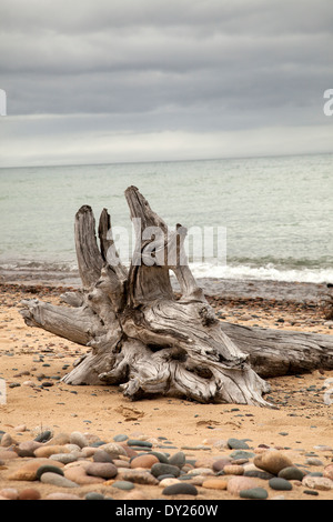 Driftwood on the rocky beach with interesting sky. Stock Photo