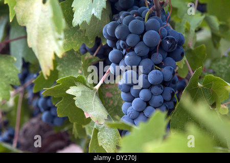 Ripe Pinot Noir wine grapes ready to be harvested Stock Photo