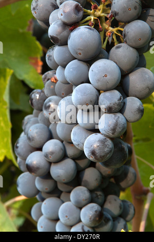 Ripe Cabernet Sauvignon grapes in early morning light Stock Photo