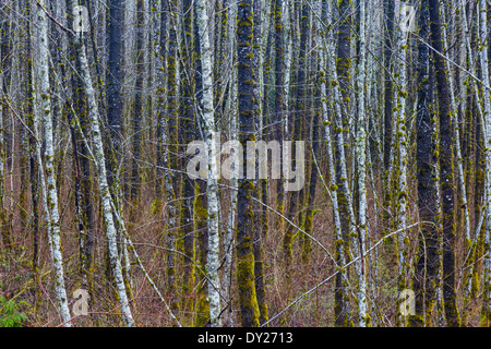 Thick forest of deciduous trees in springtime Stock Photo