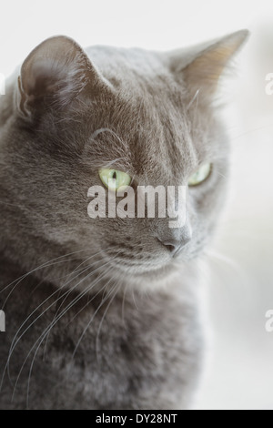 closeup portrait of british shorthair cat, vintage toned Stock Photo