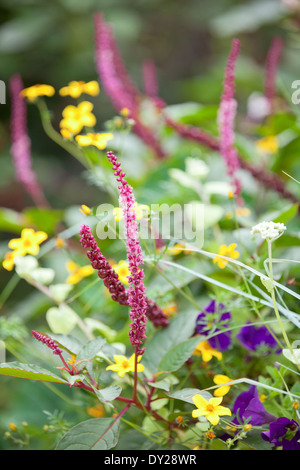 Mixed exotic container combination by Alan Gray at East Ruston Old Vicarage gardens, Norfolk. Stock Photo