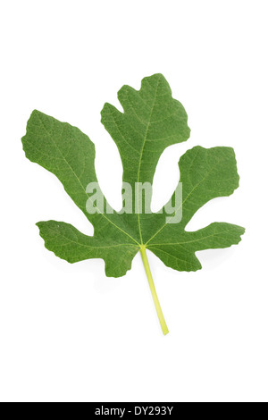 Natural leaf of fig tree isolated on white background Stock Photo