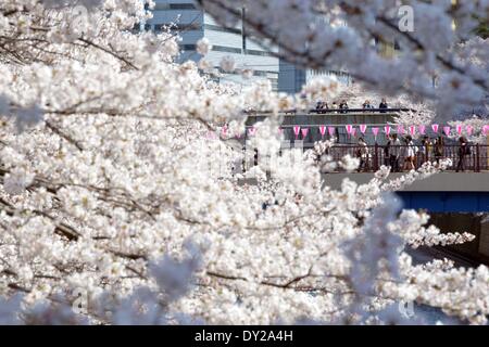 Tokyo, Japan. 4th Apr, 2014. People look at cherry blossoms in full bloom in Tokyo April 4, 2014. © Hitoshi Yamada/NurPhoto/ZUMAPRESS.com/Alamy Live News Stock Photo