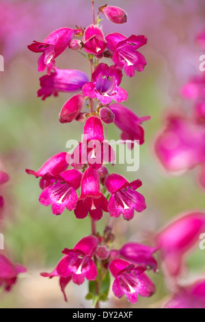 Penstemon Burgundy syn. Penstemon Burford Purple, Beard Tongue. Perennial, July. Pink/red flowers. Stock Photo