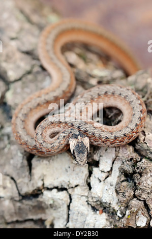 Storeria Victa, The Florida Brown Snake, Is A Species Of Nonvenomous ...