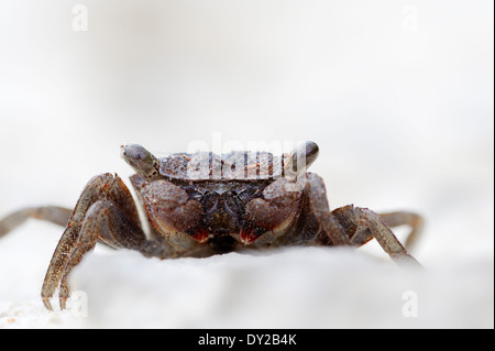 Mangrove Tree Crab (Aratus pisonii), Sanibel Island, Florida, USA Stock Photo