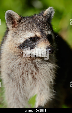 North American Raccoon or Northern Raccoon (Procyon lotor), Sanibel Island, Florida, USA North American Raccoon or Northern Raccoon (Procyon lotor), Sanibel Island, Florida, USA
