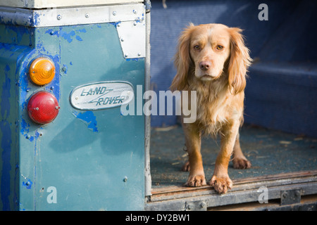 A golden cocker spaniel working dog standing in the back of an old Land Rover vehicle Stock Photo