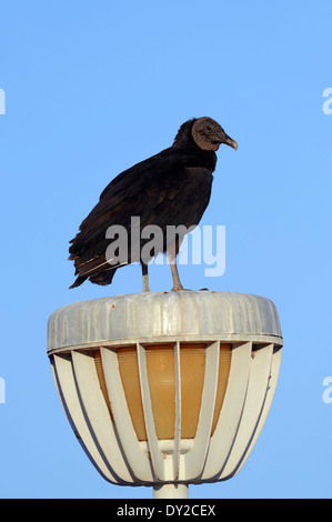 Black Vulture or  American Black Vulture (Coragyps atratus) sitting on lantern, Everglades national park, Florida, USA Stock Photo