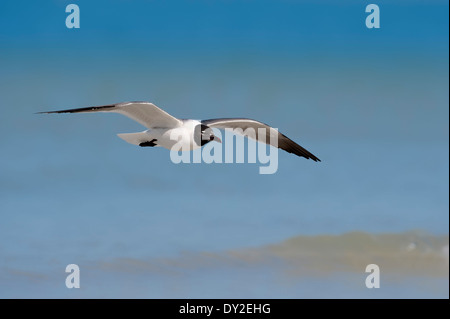 Laughing Gull (Larus atricilla), Sanibel Island, Florida, USA Stock Photo