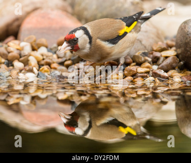 European Goldfinch (Carduelis carduelis) and reflection Stock Photo