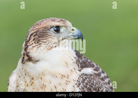 Portrait of a Saker Falcon (Falco cherrug) Stock Photo