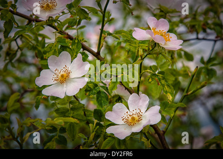 Flowering shrub wild roses at the edge of meadows Stock Photo