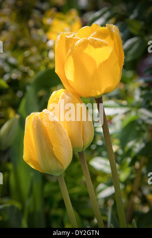 Morning rays and dew on a yellow tulips Stock Photo