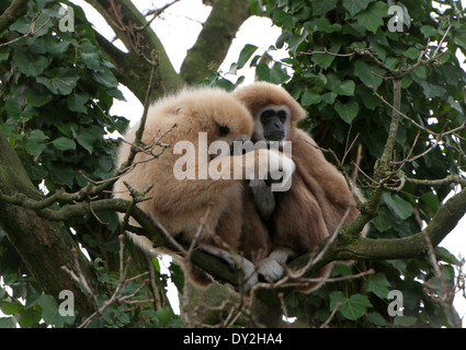 Two Lar Gibbons or  White-Handed gibbons (Hylobates lar) together in a tree Stock Photo