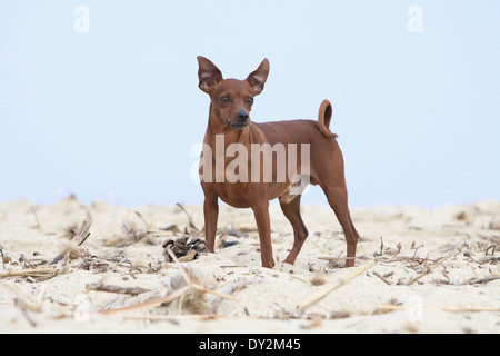 Dog Miniature Pinscher / adult standing on the beach Stock Photo