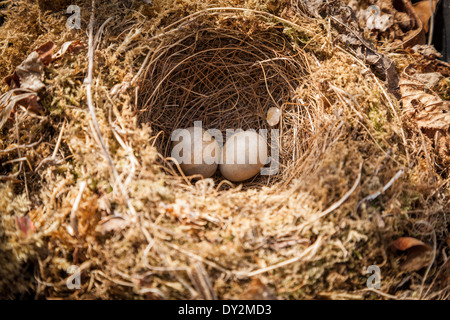 Two British Robin's eggs in abandoned nest. Stock Photo