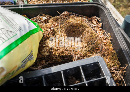 British Robin's nest with two abandoned eggs built in greenhouse seed tray. Stock Photo