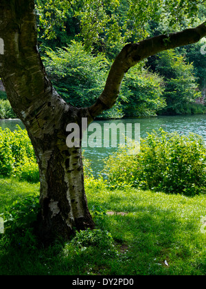 The lake and trees at Creswell Crags a prehistoric limestone gorge with ice age era caves in north Derbyshire England UK Stock Photo