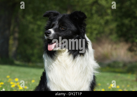 Dog Border Collie / adult portrait Stock Photo