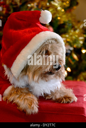 yorkie christmas outfits