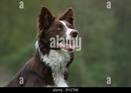 Dog Border Collie / adult portrait Stock Photo