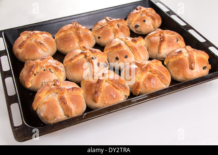 Hot cross buns/easter buns just baked/cooked in baking tray ( 19 of a series of 24) Stock Photo