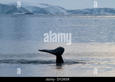 Antarctica whales, Humpback whales Antarctic, Megaptera novaeangliae.