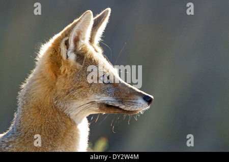 South American, America, gray fox (Lycalopex griseus) aka, the Patagonian fox and grey zorro, Peninsula Valdes, Argentina. Stock Photo