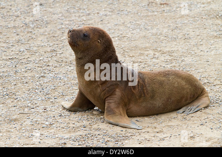 South American sea lion pup (Otaria flavescens) on the beach of Punta Norte, Peninsula Valdes, Valdez, Argentina, South America. Stock Photo