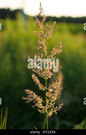 Field plant Calamagrostis epigejos. Stock Photo