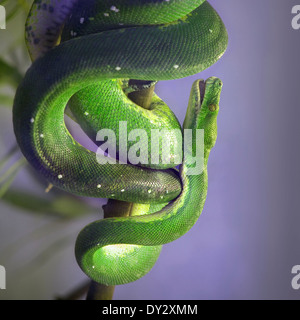 Green Tree Pyton, Morelia Viridis Stock Photo