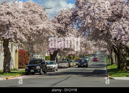 Cherry blossom trees in full spring bloom along Moss street-Victoria, British Columbia, Canada. Stock Photo