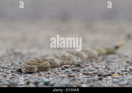 Prairie Rattlesnake, (Crotalus viridis), Bosque del Apache National ...