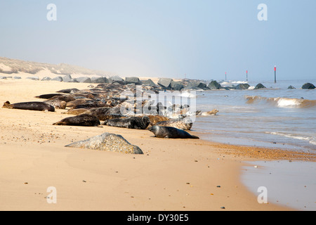 Colony of Grey Seals, Halichoerus grypus, hauled up on a sandy beach at Horsey, Norfolk, England Stock Photo