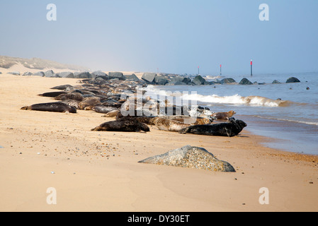 Colony of Grey Seals, Halichoerus grypus, hauled up on a sandy beach at Horsey, Norfolk, England Stock Photo
