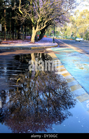 Reflection of jacaranda tree in bloom in puddle, Chapultepec Park, Mexico City Stock Photo