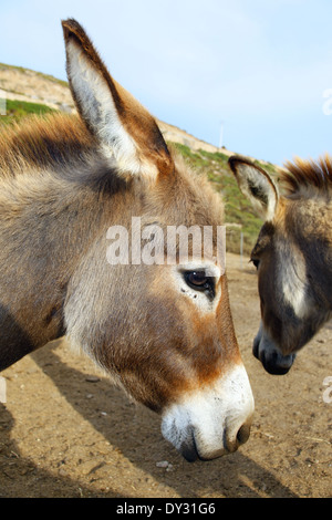 Stallion donkey Dwarf-Sardinian breed closeup Stock Photo