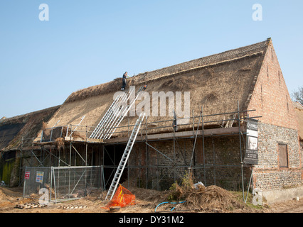 Thatcher working on new thatch barn roof at Windspurs farm, Roughton, Norfolk, England Stock Photo