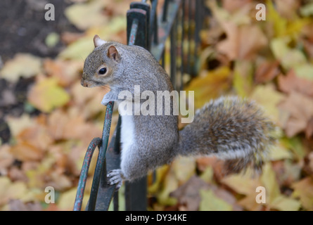 Grey Squirrel on fence, St. James Park, London, UK Stock Photo